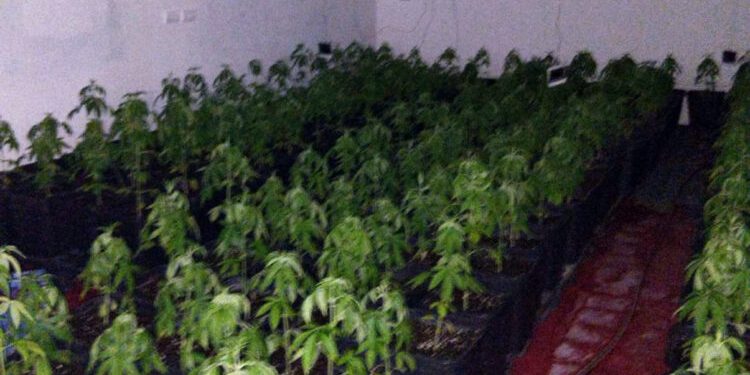velika akcija mup u beogradu: policija na dedinju pronašla laboratoriju za proizvodnju marihuane